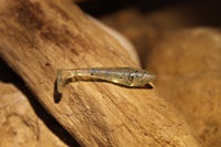 Les micro shad (1,5 pouce - 3,8 cm)